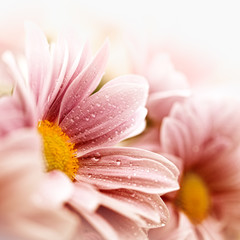 Beautiful daisy flowers closeup