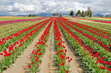 Field Of Tulips At Skagit, Washington State, America.