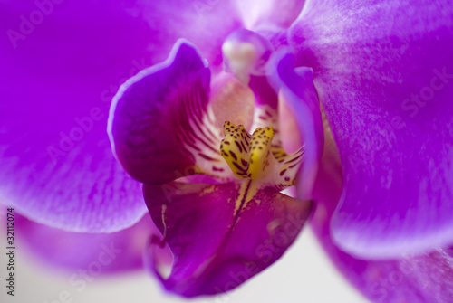 Obraz na płótnie canvas trzyczęściowy "tryptyk" Purpurowa orchidea odizolowywająca na białym tle
