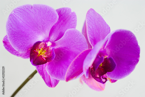 Obraz na płótnie canvas dwuczęściowy "dyptyk" Purpurowa orchidea odizolowywająca na białym tle