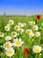 Fotomurales - Summer meadow with wildflowers
