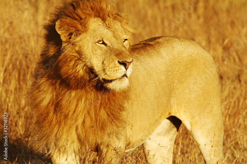 Board z aluminiowym obramowaniem Lew na masai mara w Kenii