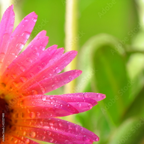 Naklejka dekoracyjna Blume