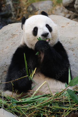 Obraz na płótnie canvas trzyczęściowy "tryptyk" Panda wielka