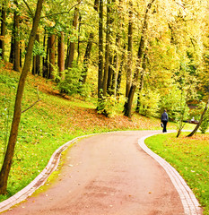 Wall Mural - beautiful golden orchard