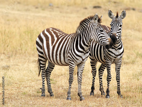 Obraz na płótnie canvas czteroczęściowy "tetraptyk" Dwie zebry na masai mara w Kenii