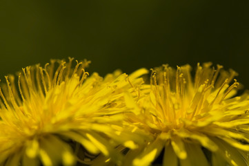 Wall Mural - Taraxacum officinale