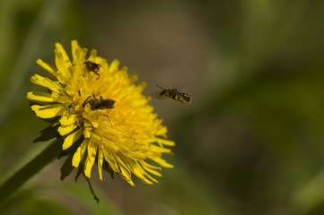 Wall Mural - Nomada - Bee and dandelion