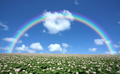 Wall Mural - Potato field with sky and rainbow