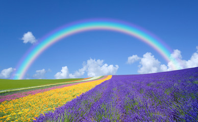 Wall Mural - Flower field and blue sky with clouds.