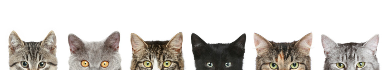 cat's half heads on a white background