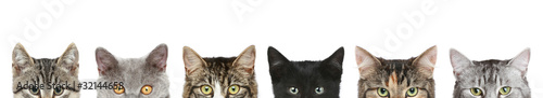 Cat's half heads on a white background Poster Mural XXL