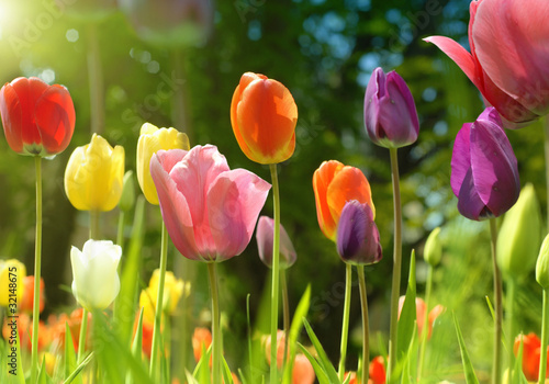 Colorful tulips