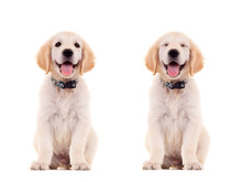 Two Emotional Poses Of A Cute Puppy