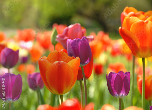 Colorful tulipss
