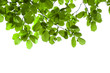 green branch isolated