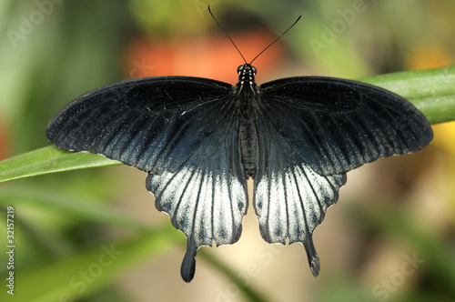 Tapeta ścienna Mormon
