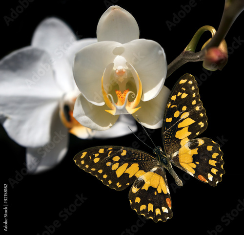 Tapeta ścienna Biała orchidea i motyl na czarnym tle
