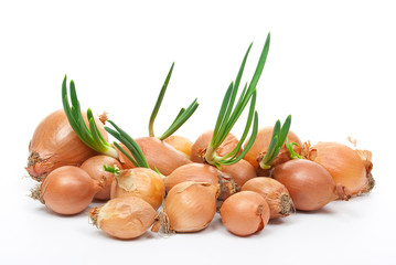 Poster - Onion with fresh green sprout