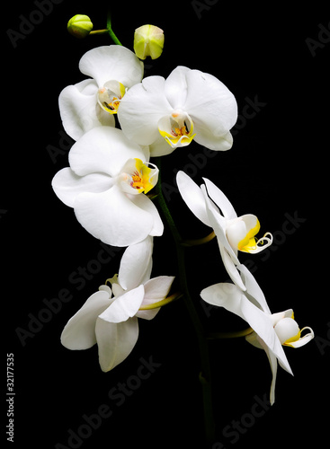Obraz na płótnie canvas czteroczęściowy "tetraptyk" Orchidaceae phalaenopsis. 