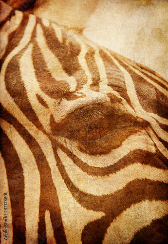 Naklejka na drzwi African Zebra
