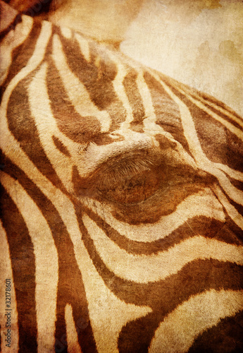 Fototapeta na wymiar African Zebra