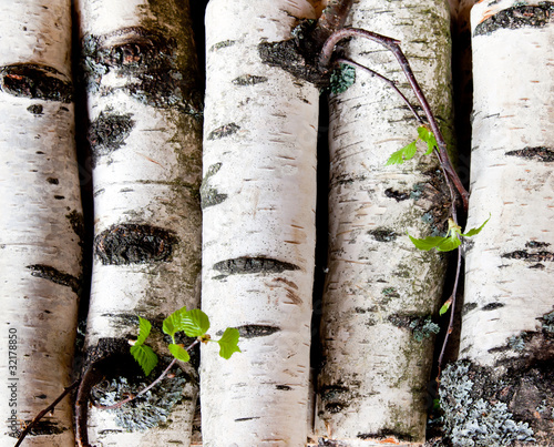 Fototapeta na wymiar Reserves of birch logs