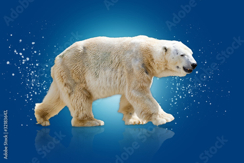 Fotoboard na płycie Niedźwiedź polarny