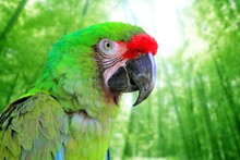 Ara Militaris Military Macaw Green Parrot
