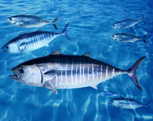 Wall Mural - Bluefin tuna Thunnus thynnus fish school underwater