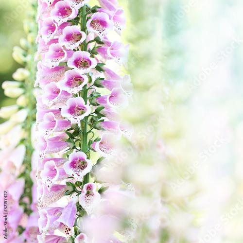 Spring summer digitalis or foxglove flowers on bokeh background
