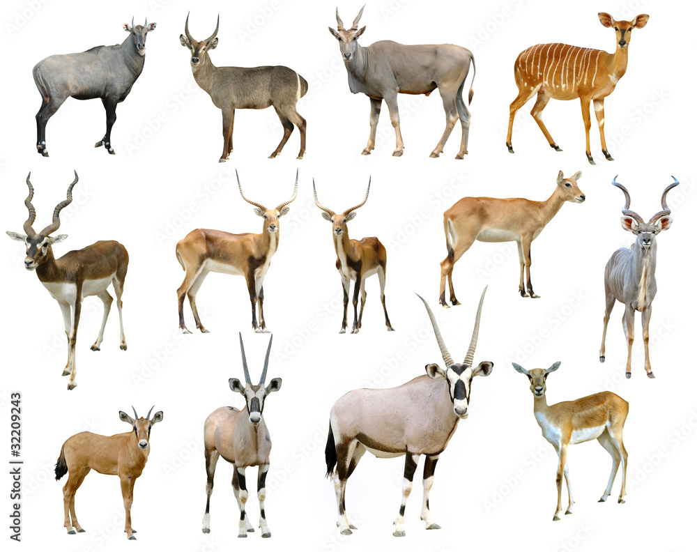 antelope collection isolated - obrazy, fototapety, plakaty 