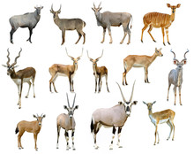 Antelope Collection Isolated
