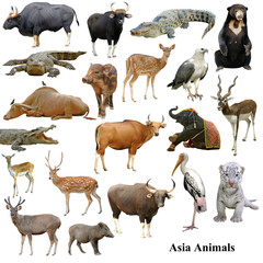 Sticker - asian animals collection isolated