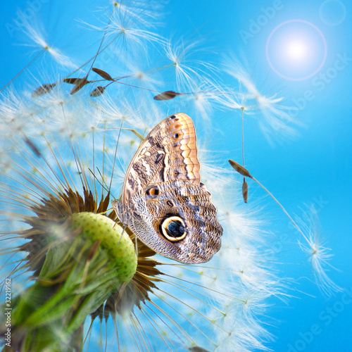 Tapeta ścienna Latać - cios i motyl