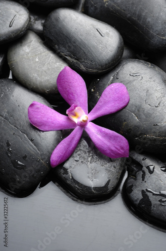 fioletowa-orchidea-na-kamieniach