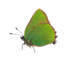 Sticker - small green butterfly isolated on white