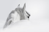 Fototapeta Konie - Andalusian horse in a mist