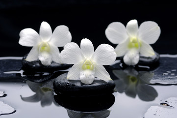 Poster - Spa Still life with beautiful white orchid on therapy stones