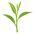 © mates - Green Tea