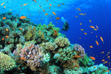 Fototapeta Do akwarium - Coral Reef with Scuba Diver in Background