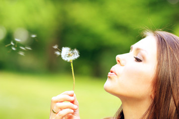 Wall Mural - dandelion