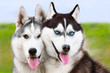 couple of young siberian huskies