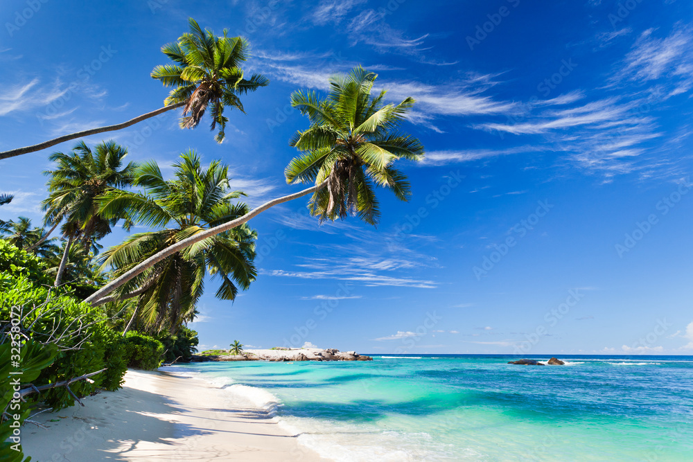 Kokosowe palmy przy plaży na Seszelach - obrazy, fototapety, plakaty 