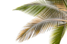 Withered And Yellow Palm Leaves