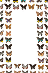 Wall Mural - butterfly frame background