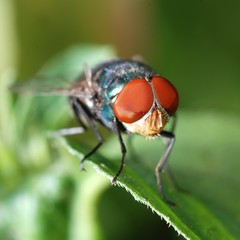 Poster - insect fly macro