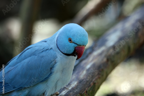 Obraz na płótnie canvas czteroczęściowy "tetraptyk" Błękitny indyjski ringneck parakeet