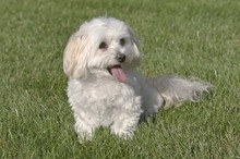 Maltese Toy Poodle Mixed Puppy Sitting In Grass