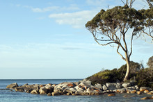 Sunlight On Eucalyptus Tree And Ocean, Tasmania